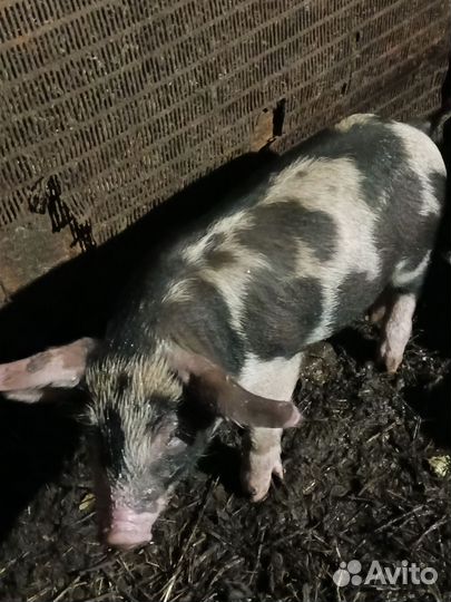 Поросята крупная белая ландрас