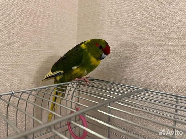 Попугай Какарик