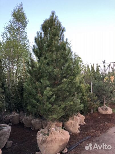Сосна обыкновенная 4 метра