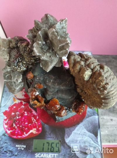 Окаменелости аммониты