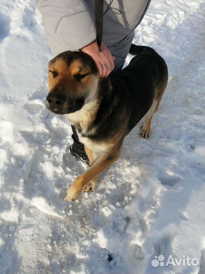 Собака в добрые руки