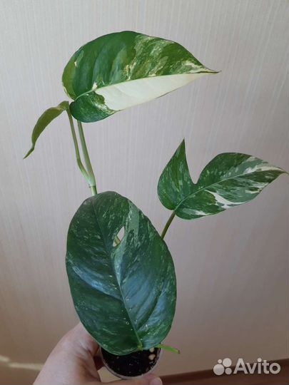 Эпипремнум Пиннатум вайт