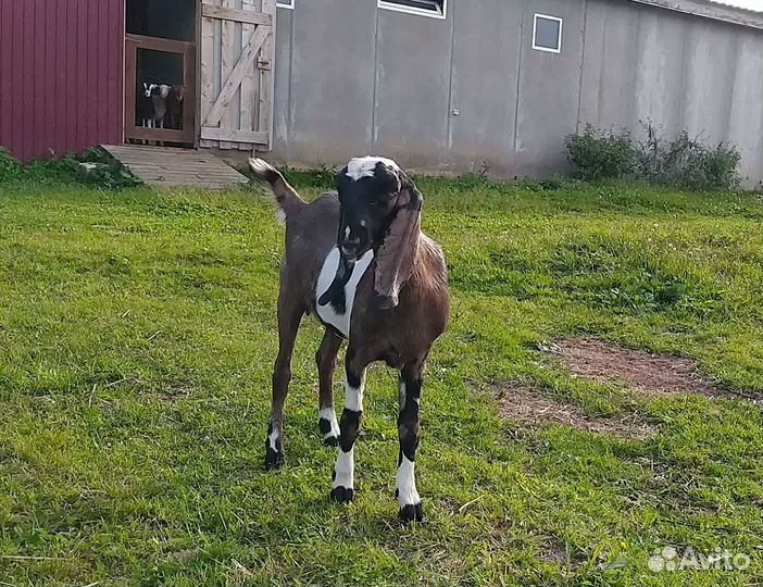 Козочки нубийские, ламанча