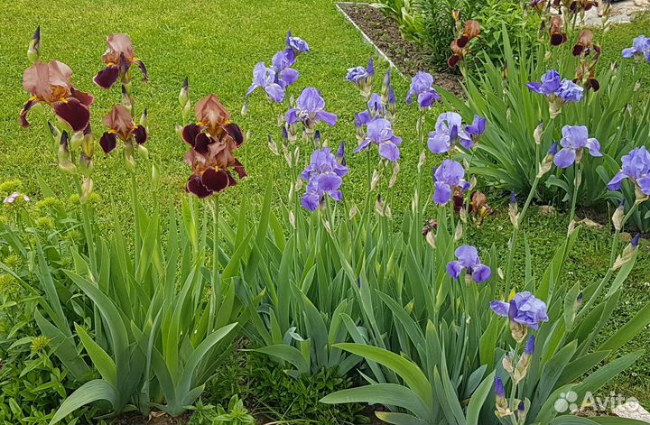 Цветы для дачи и сада