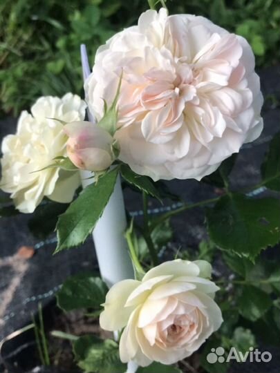 Роза саженец - 9 сортов