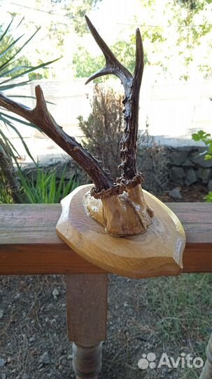 Рога косули