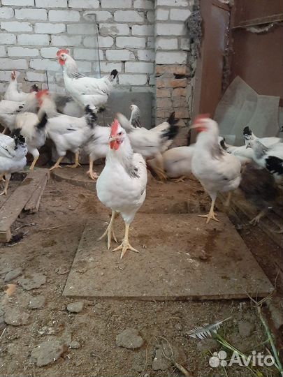 Куры и петухи породистые