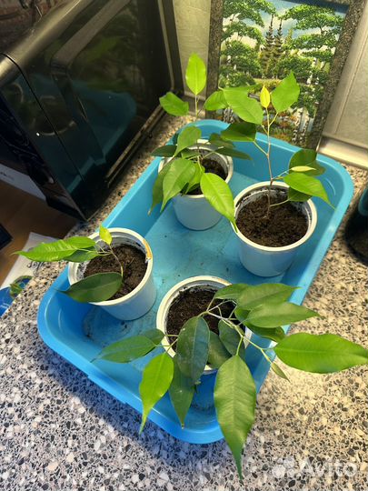 Укорененные фикус бенджамина Exotica