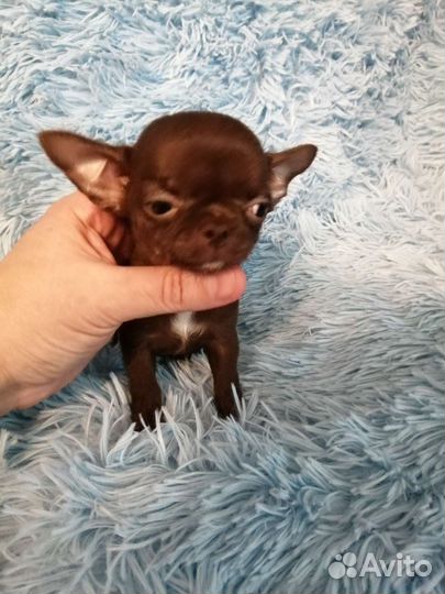 Чиходевочка минюшка