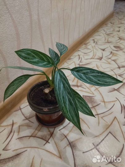 Аглаонема Сильвер Кинг