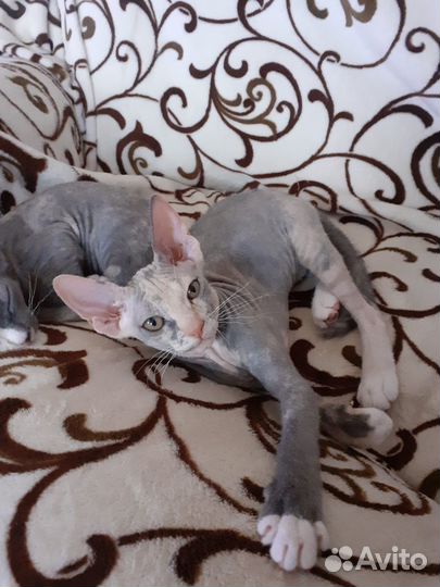 Донской сфинкс котята
