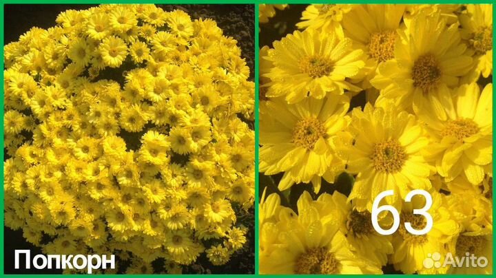 Хризантема мультифлора