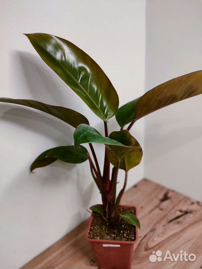 Филодендрон rojo congo