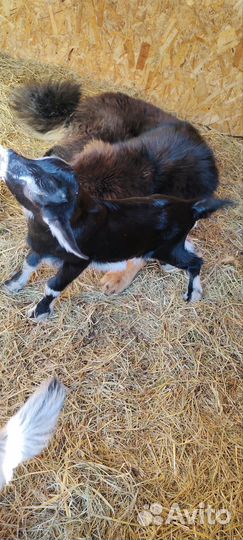 Альпийские козлики