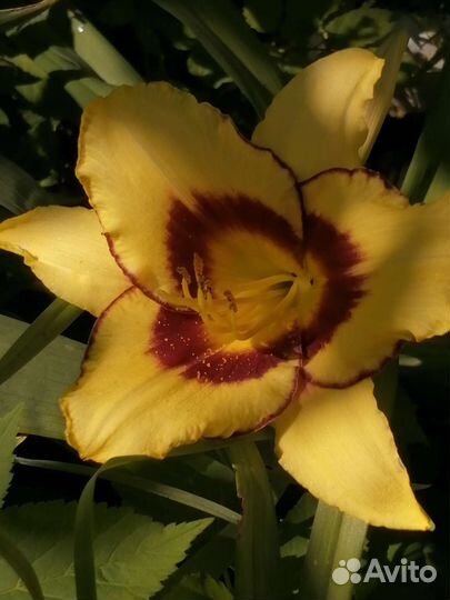 Лилейник Калико Джейк