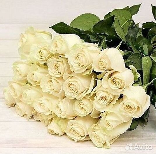 Розы гиганты 140 150 160 170 180 200