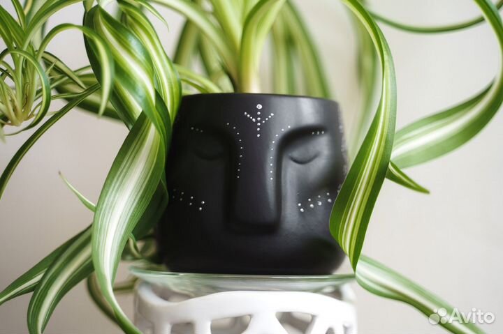 Хлорофитум Бонни в горшке