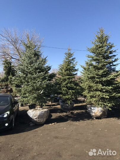 Ель голубая