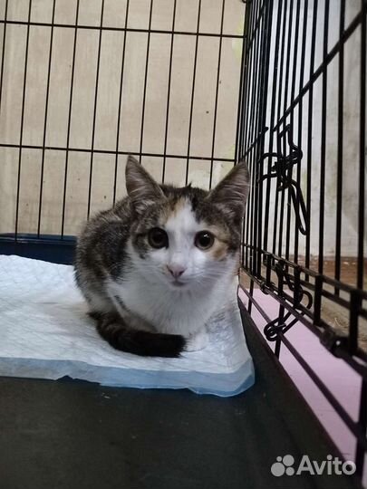 Котёнок девочка ищет дом