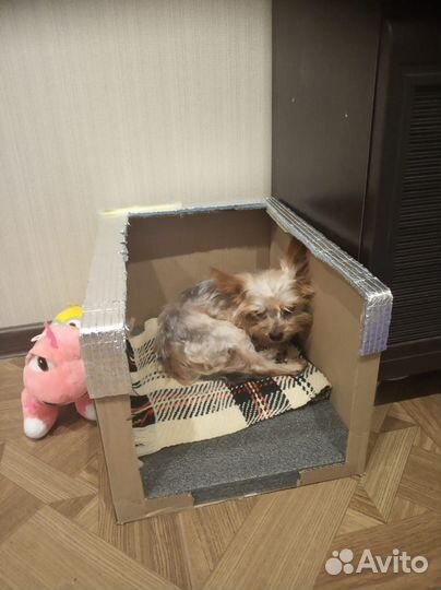 Йоркширский терьер мальчик