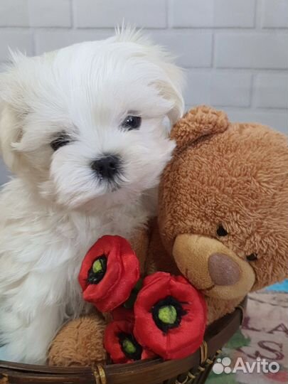 Щенки мальтезе мини малыши