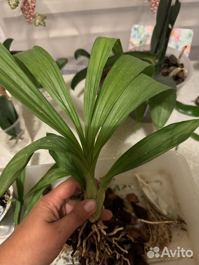 Орхидея морковка