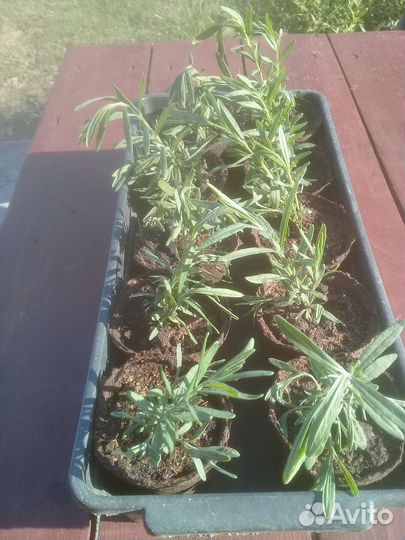 Лаванда саженцы