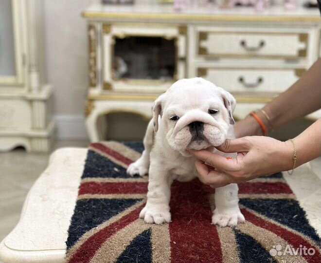 Английский бульдог