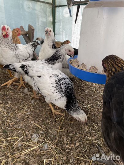 Курица молодка