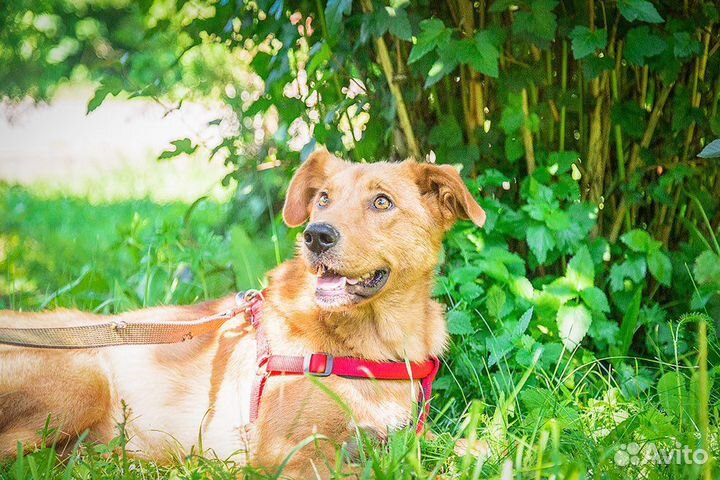 Солнечная Алиса ищет дом