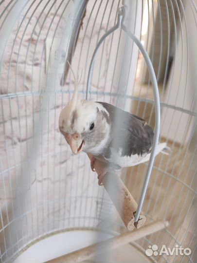 Попугай корелла с клеткой