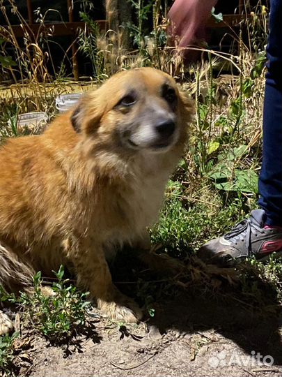 Найдена собака (мальчик)