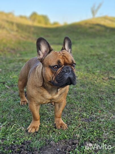 Вязка собак французский бульдог