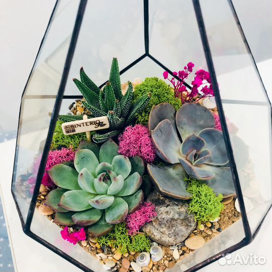 Флорариум капля с суккулентами