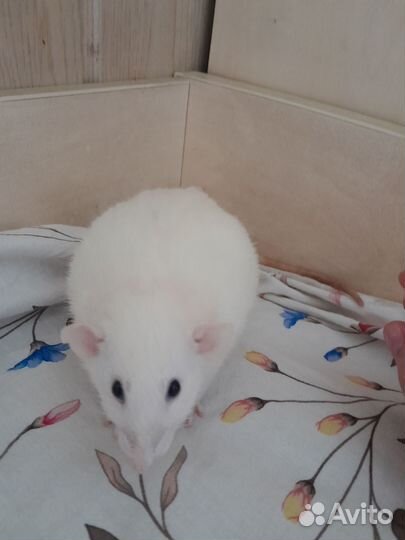 Крыса дамбо