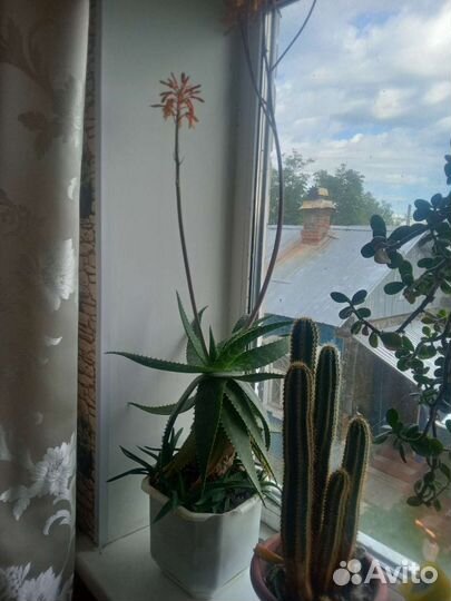 Алоэ