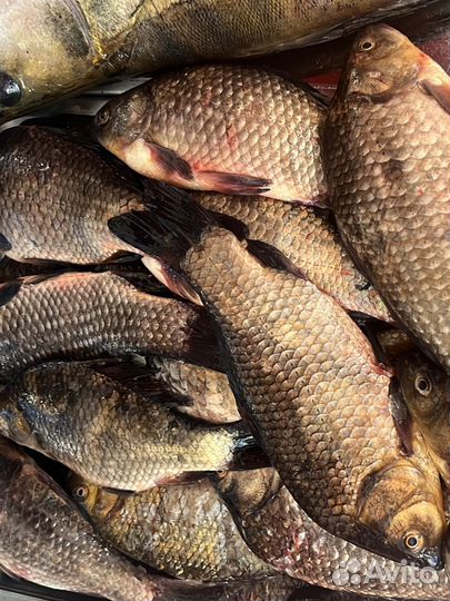 Рыба карась сом сазан карп судак