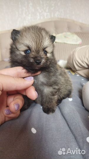 Породистые щенки