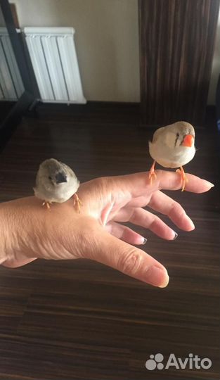 Зебровые амадины