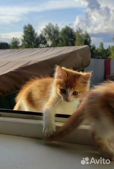 Рыжие котята в добрые руки