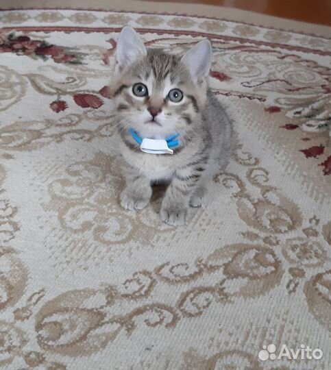 Котёнок курильский бобтейл