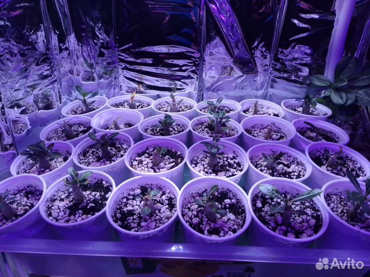 Семена Адениумов