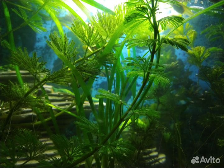 Аквариумные рыбки гуппи