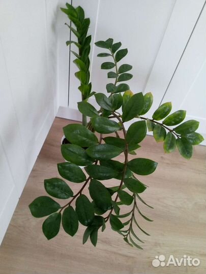 Замиокулькас