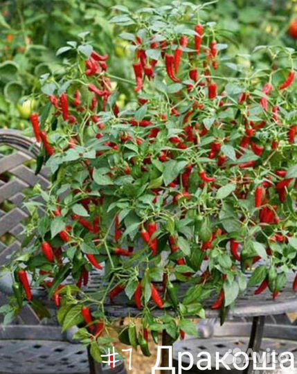 Перец Острый Кустарниковый Жгучая Вишня&Дракоша