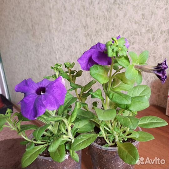 Петуния ампельная