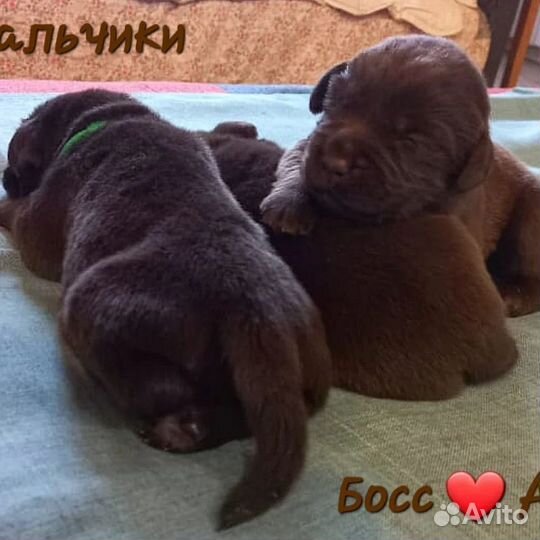 Лабрадор ретривер щенки