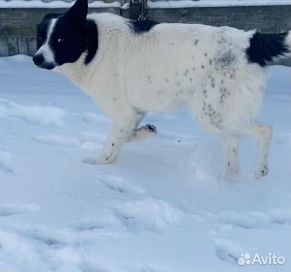 Милый Вовчик