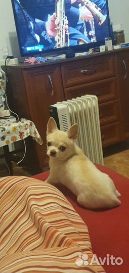 Вязка кобель чихуахуа