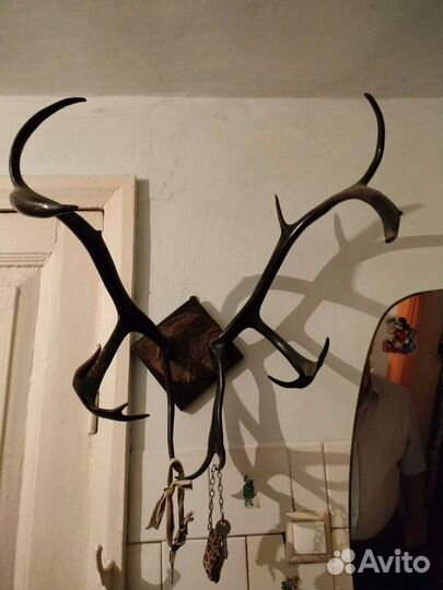 Рога оленя
